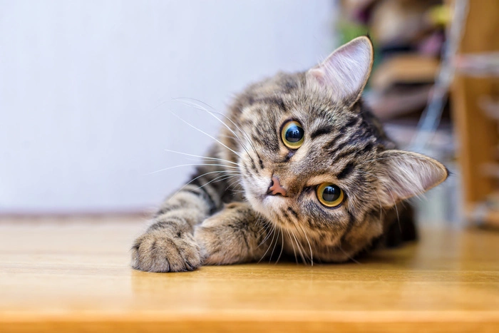 gato
