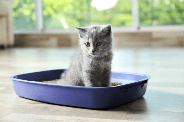 Todo lo que Necesitas Saber sobre las Piedras de Bentonita para Gatos de Homebrand-8