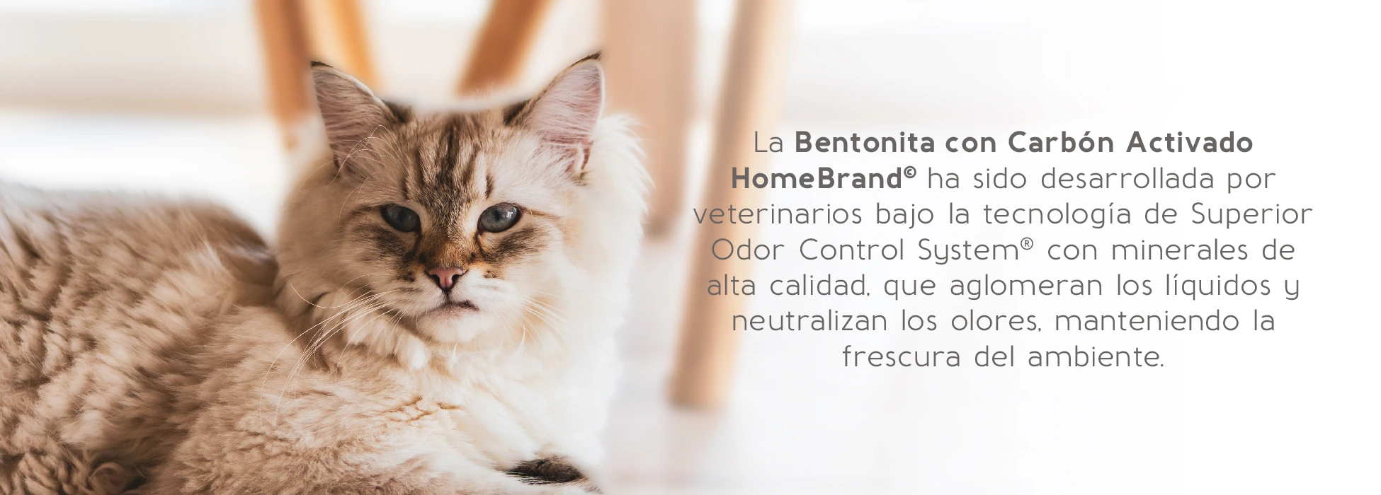 Banners Homebrand_Desktop-4