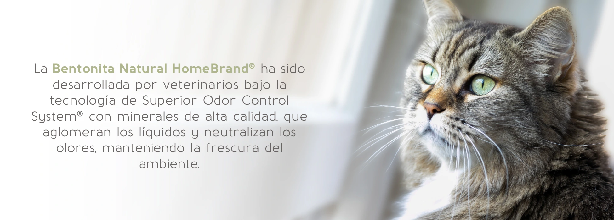 Banners Homebrand_Desktop-5